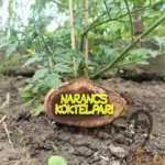 Palánta jelölő kertbe vagy erkélyre - faszelet alapon